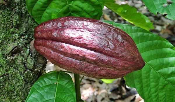 Как приготовить какао в шариках из Доминиканы