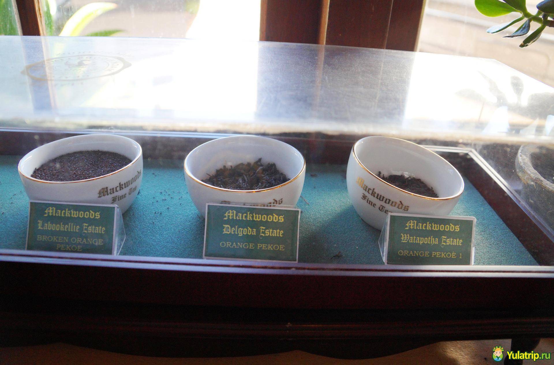 Лучшие чайные плантации мира – чай не ведает границ