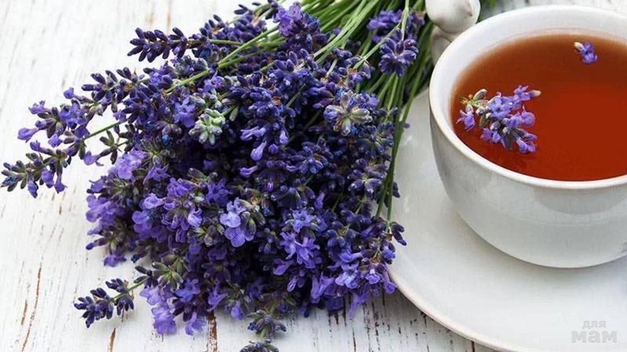 Изысканный чай с лавандой: рецепты и целебные свойства
