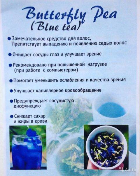 Тайский синий чай Анчан: полезные свойства, секреты заваривания