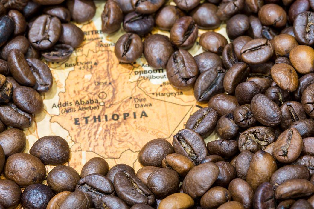 Сорта кофе в зернах (арабика, робуста, либерика эксцельса)