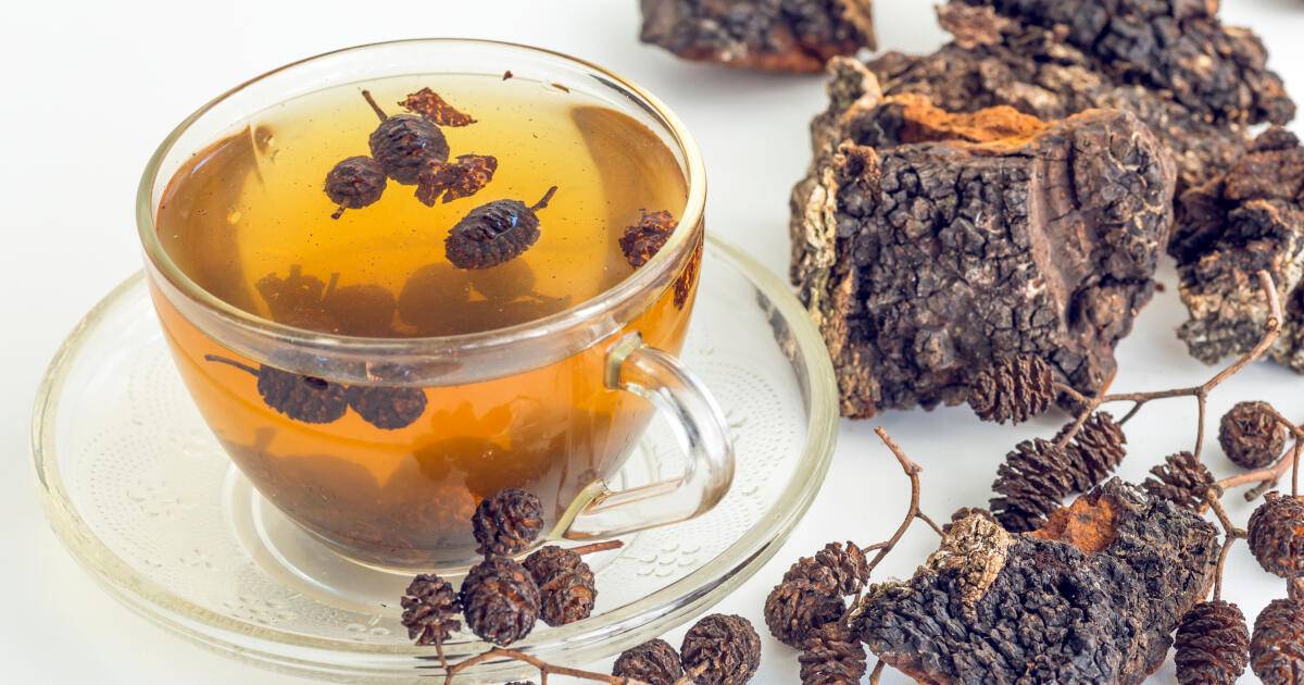 Чай из чаги: полезные свойства и противопоказания, как приготовить, применение
