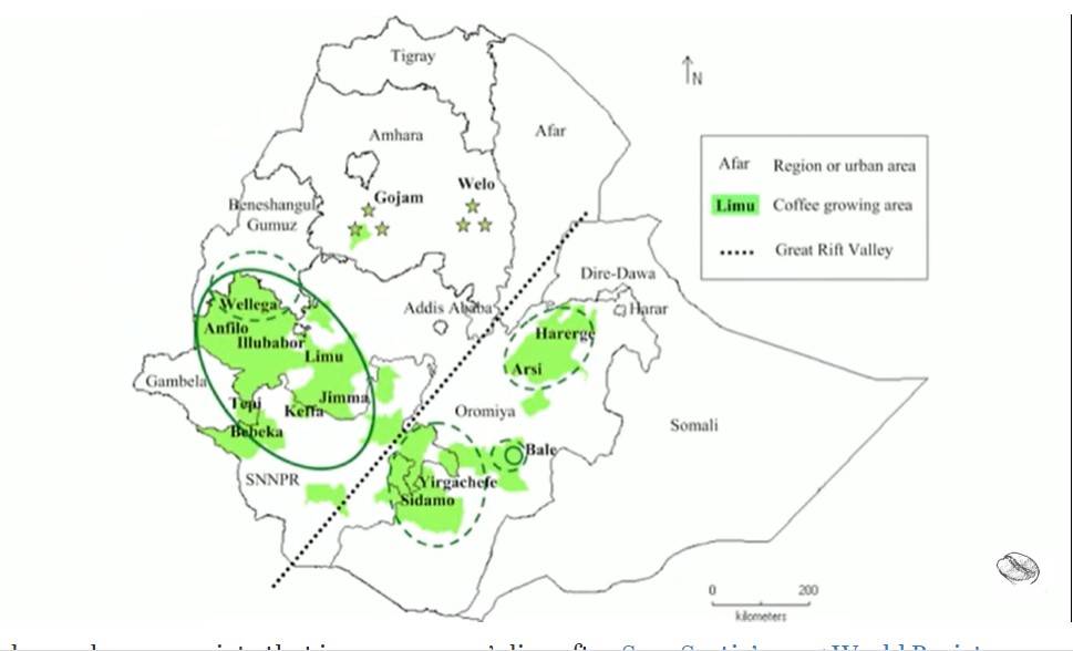 Характеристика сорта арабики Катимор (Catimor)
