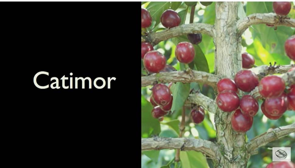 Разнообразие сортов колумбийского кофе