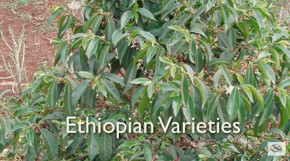 Характеристика сорта арабики Катимор (Catimor)