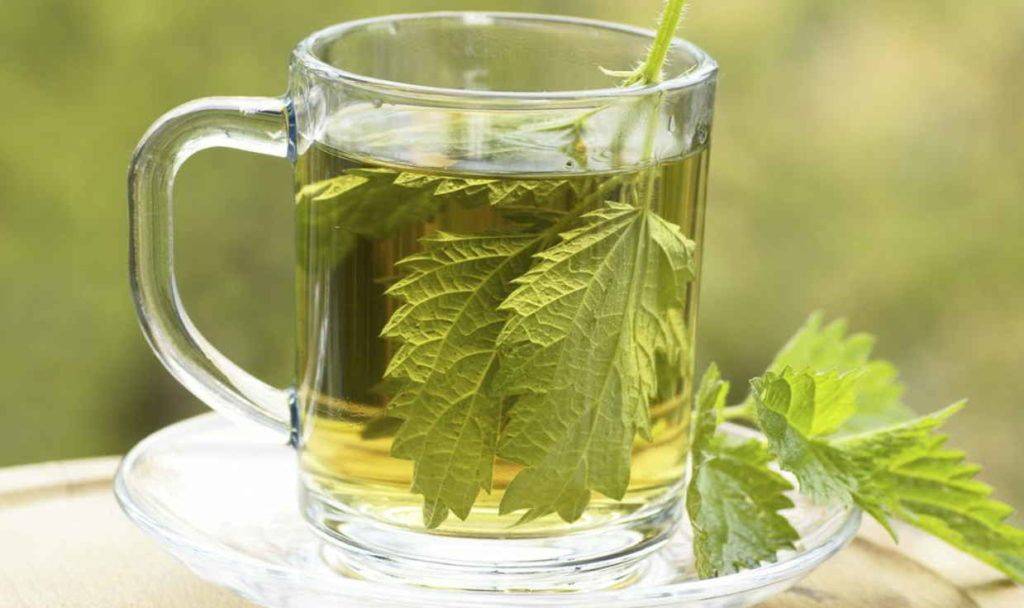 Польза и вред чая из крапивы, как правильно заваривать и пить напиток
