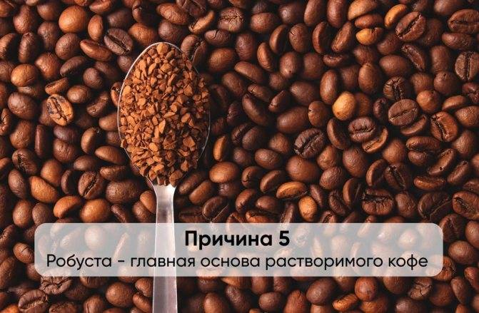 Кофе марагоджип: что это такое и особенности сорта