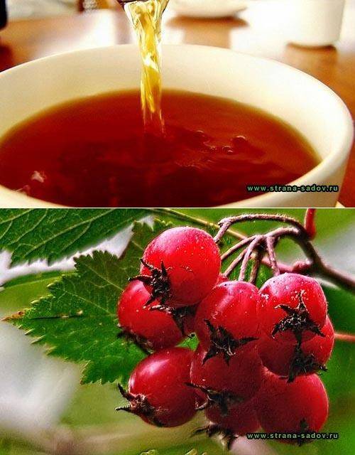 Чай из плодов боярышника — правила употребления