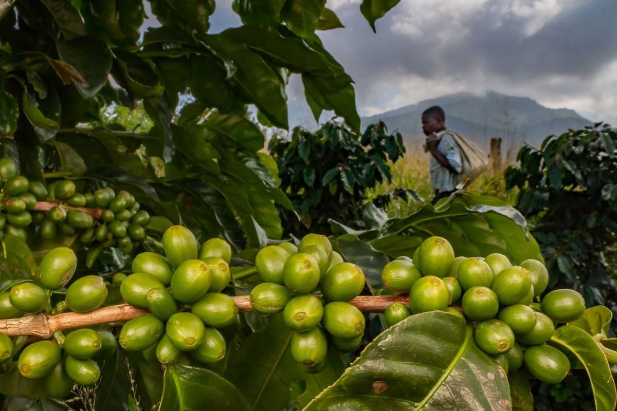 Характеристика гондурасского кофе