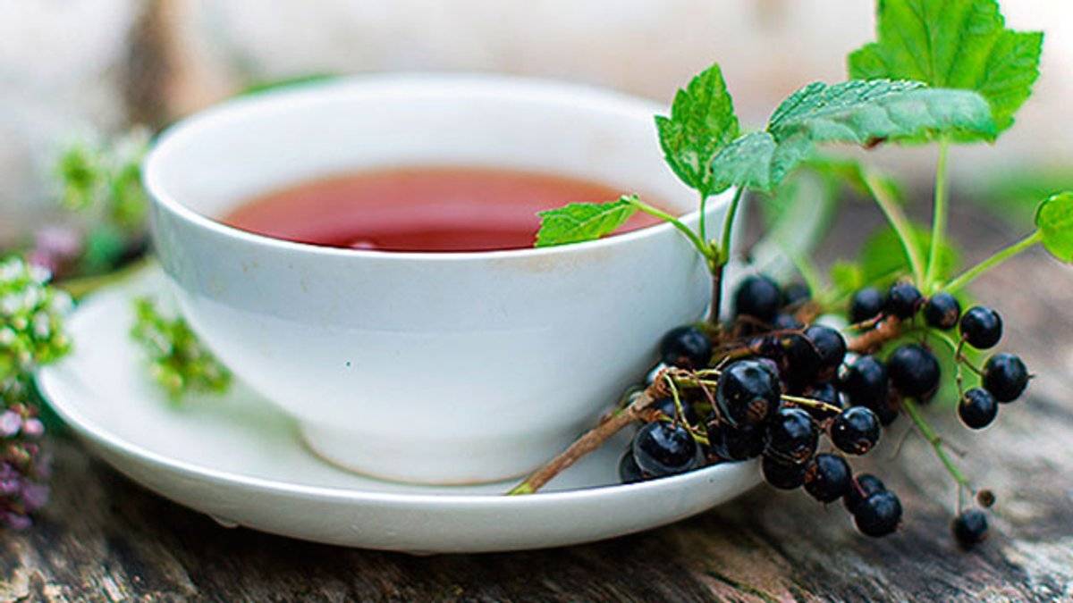 Чай из листьев смородины польза и вред - основные характеристики