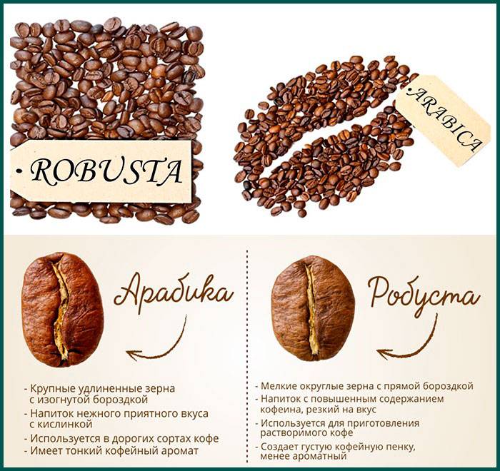 Робуста и арабика - различия сортов и как выбирать правильный кофе
