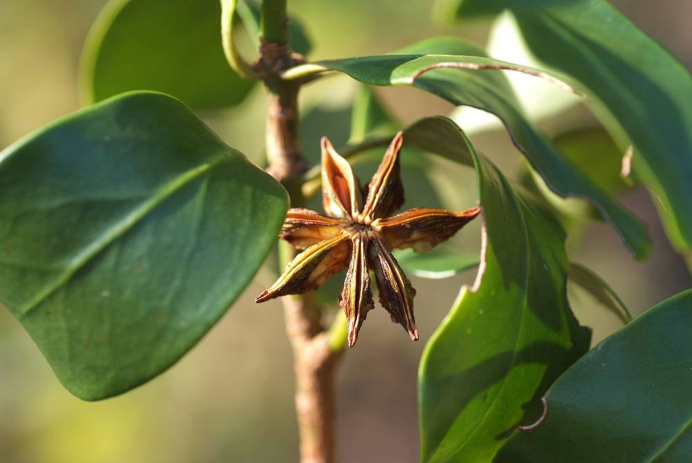 Чай с бадьяном