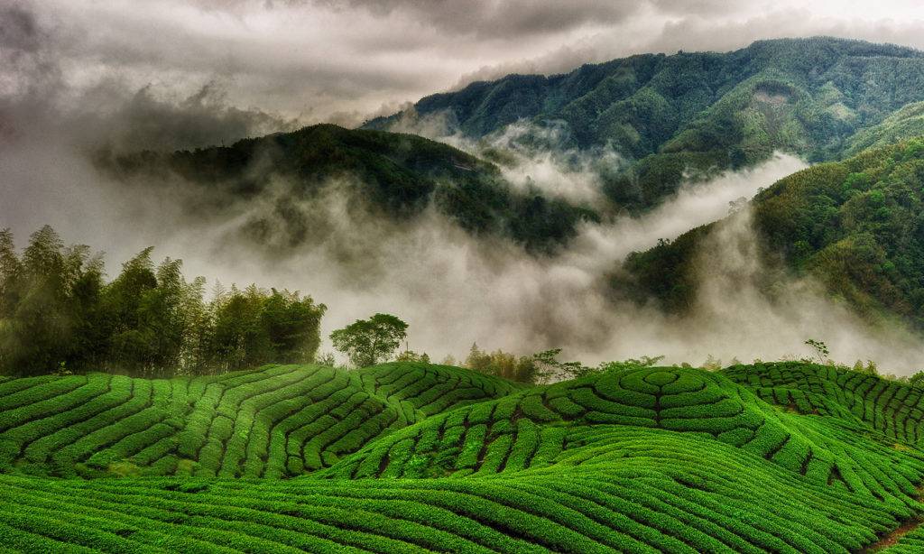 О китайском чае Хуан Цзинь Гуй – улуне с нежным ароматом