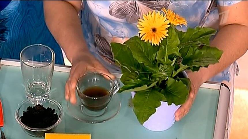 Можно ли поливать комнатные цветы чаем: использование напитка и использованной заварки