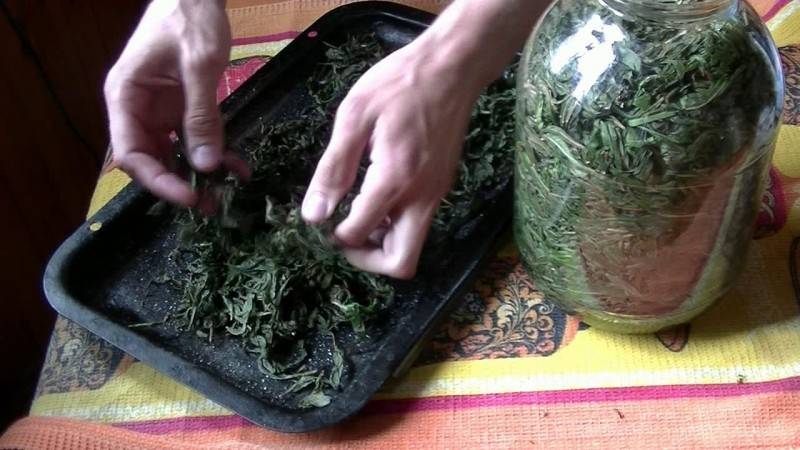 4 способа ферментации Иван-чая в домашних условиях