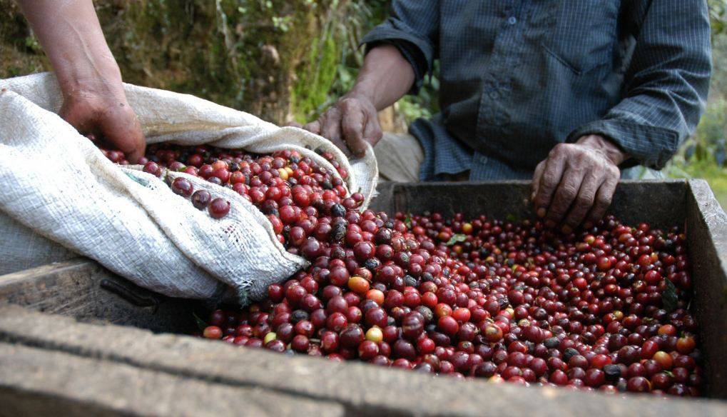 История кофе: появление и распространение кофе по миру