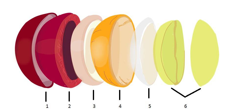 Способы обработки кофе: мытый, сухой, хани