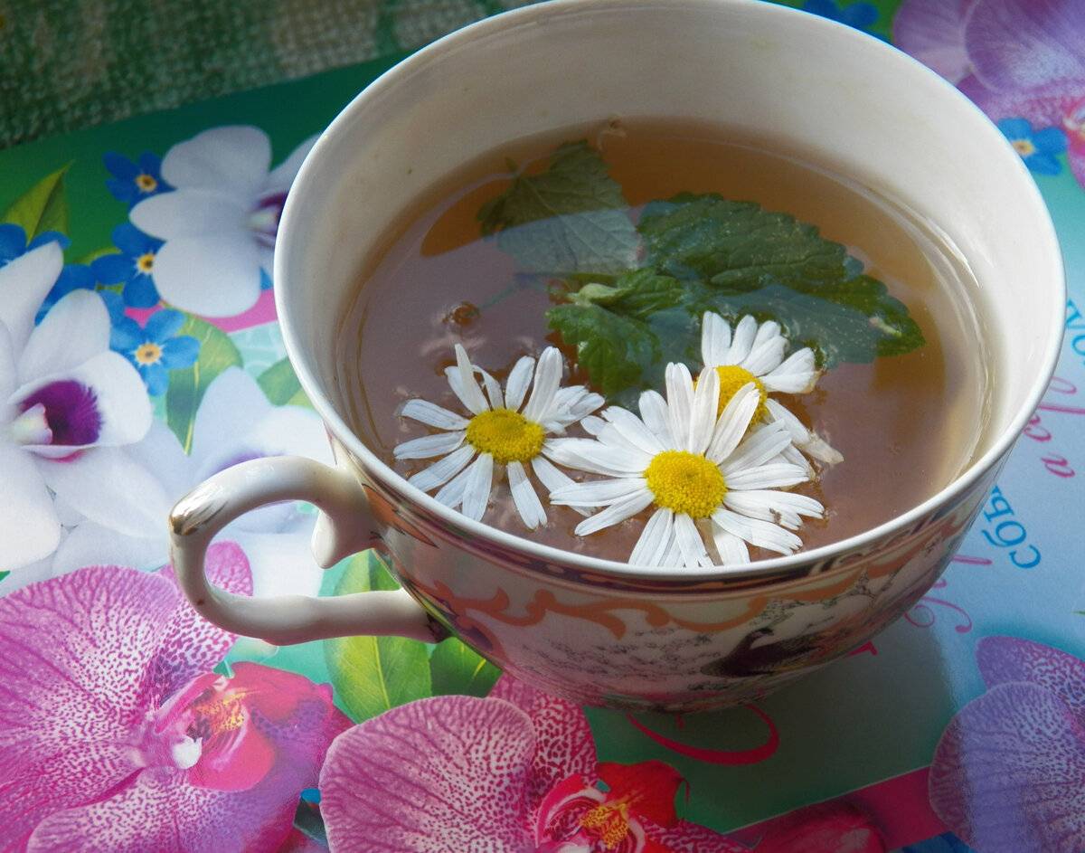 Ромашковый чай: польза, вред, как приготовить чай из ромашки