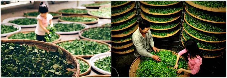 Бай Му Дань или чай белый пион, китайские зеленые чаи