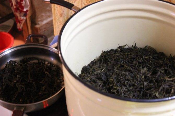 Когда и как правильно собирать иван-чай в 2021 году. иван чай(кипрей) — как сушить и правильно заваривать