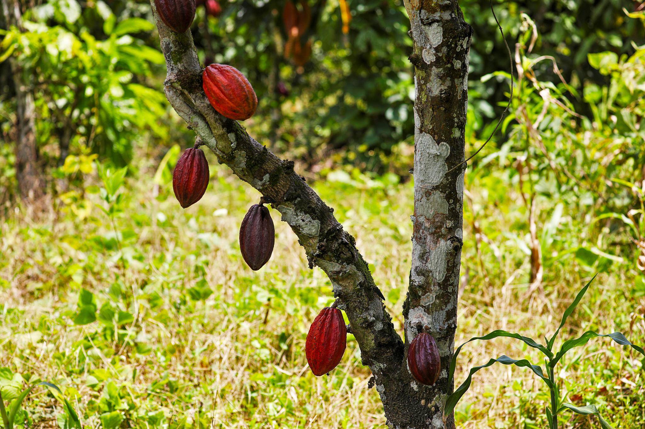 Шоколадное дерево или дерево какао » народные средства и народные рецепты