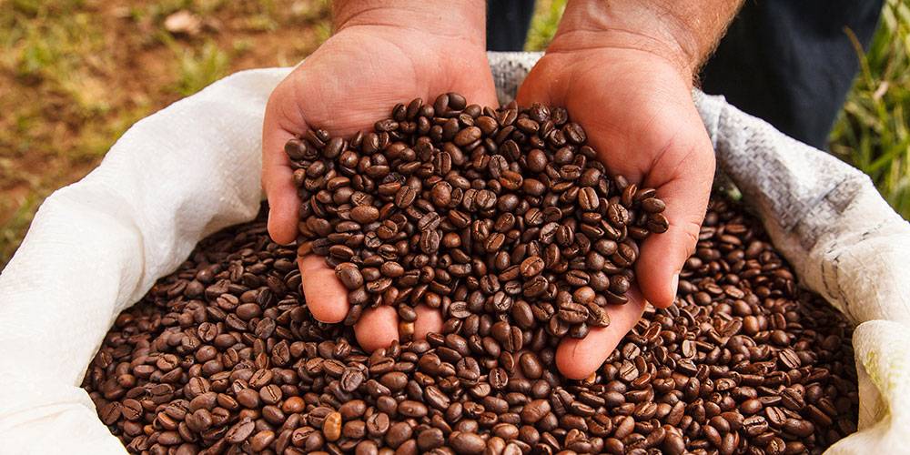 Где растет кофе: страны производители кофе в мире, полный список