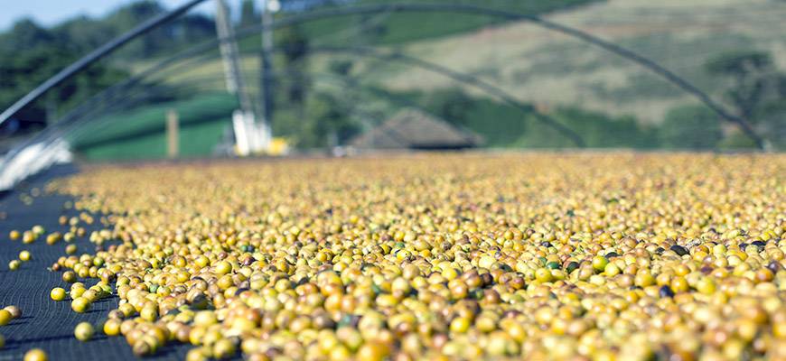 Какой кофе является самым дорогим в мире