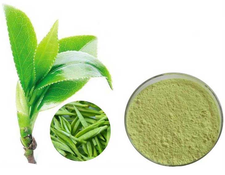 Экстракт зеленого чая: польза и вред. советы врача.