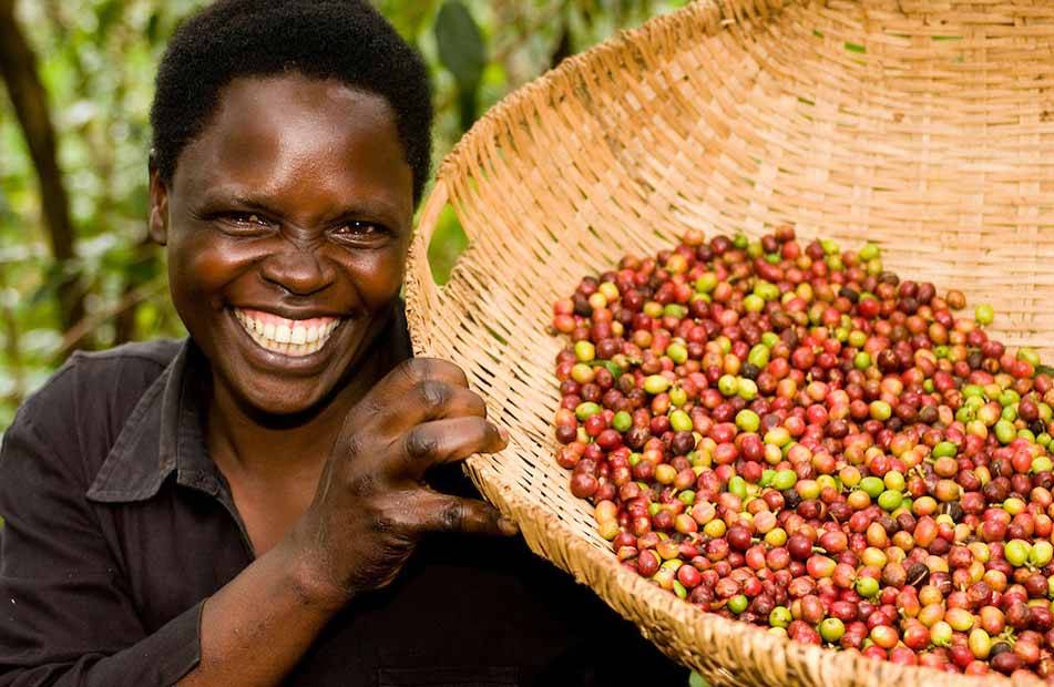 Страна кофе, где выращивают кофейные деревья. крупнейшие производители-экспортеры южной америки, азии, африки