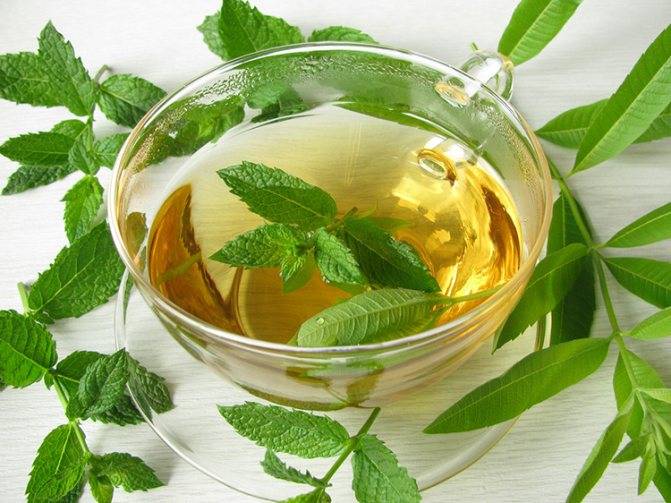 Чай с вербеной: польза и вред, рецепты приготовления