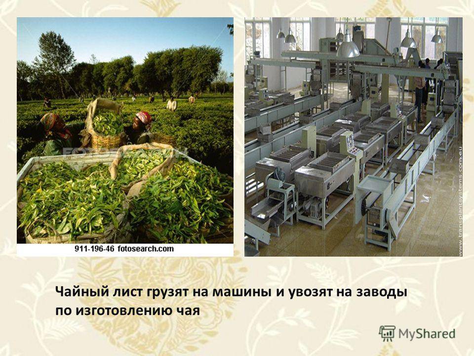 Производство пакетированного чая: выбор оборудования и технология производства :: businessman.ru