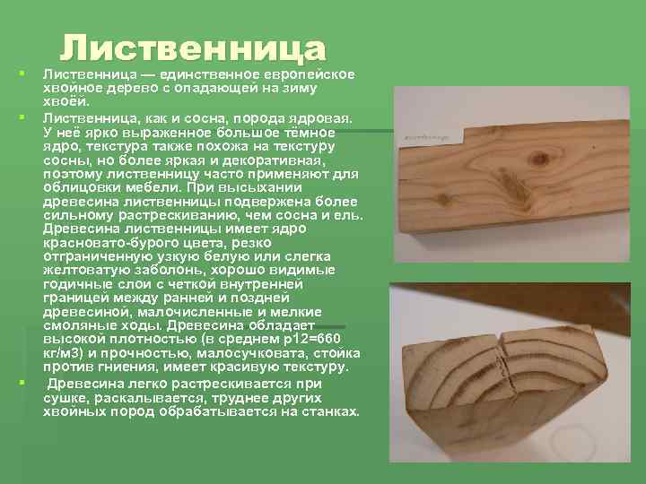 Лиственница: полезные и лечебные свойства древесины, камеди для человека, применение в народной медицине