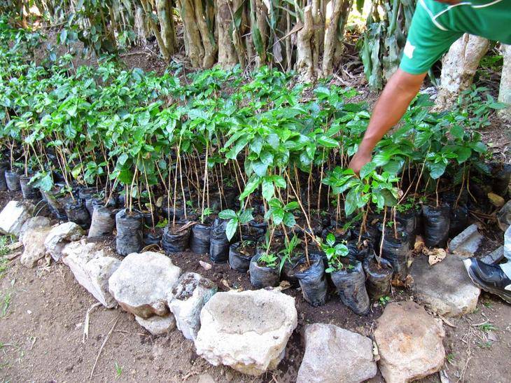 Кофейное дерево: выращивание и уход в домашних условиях