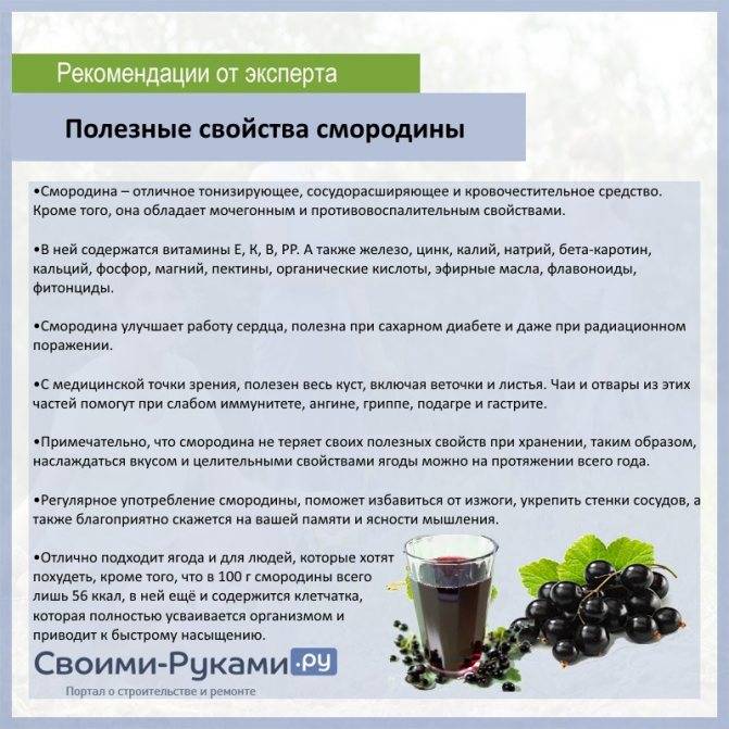Лист черной смородины: лечебные свойства, как применять и употреблять