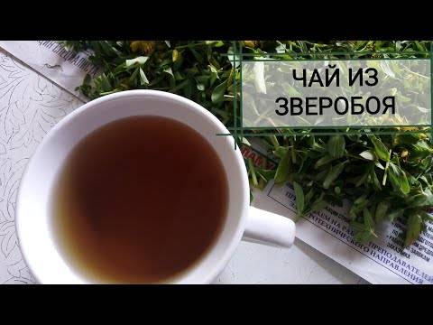 Чай из зверобоя польза и вред для мужчин, женщин и детей