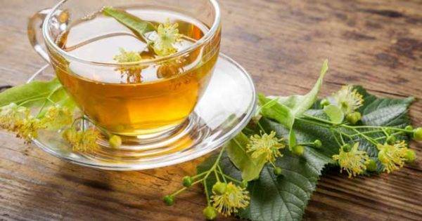 Чай из липы: польза и вред, противопоказания
