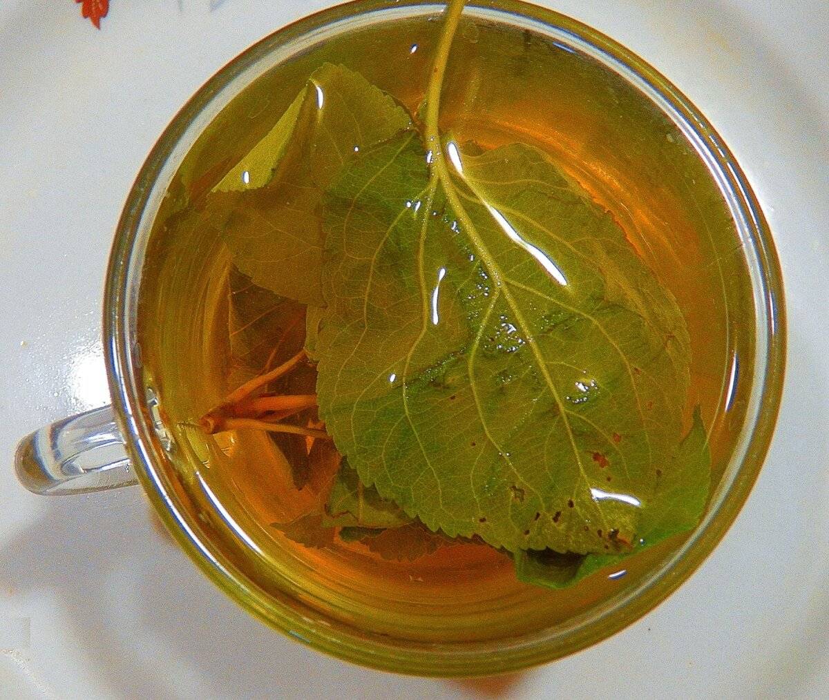 Чай из кленовых листьев. чай из листьев.