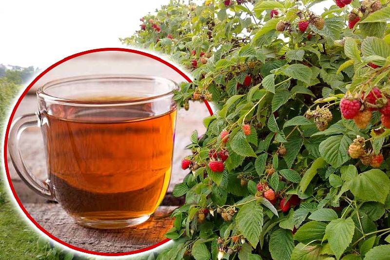 Когда собирать листья малины для чая: как правильно сушить, лечебные свойства