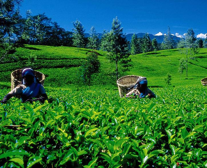 Чайные плантации мира, их особенности, условия выращивания чая