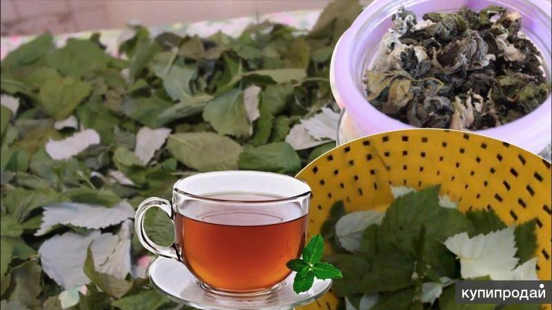 Ферментация листа малины, что это такое, рецепты чая, польза