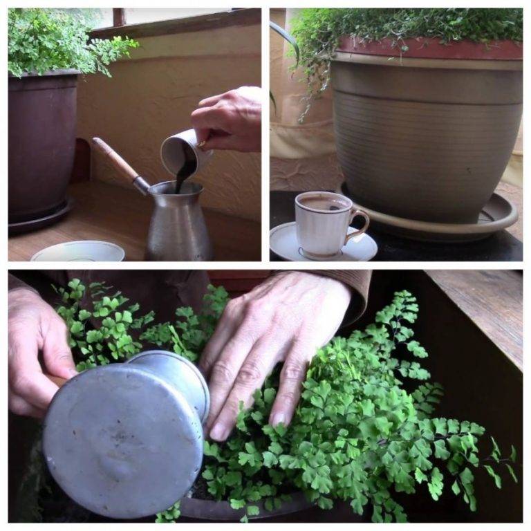 Кофейная гуща как удобрение, как использовать в саду и огороде