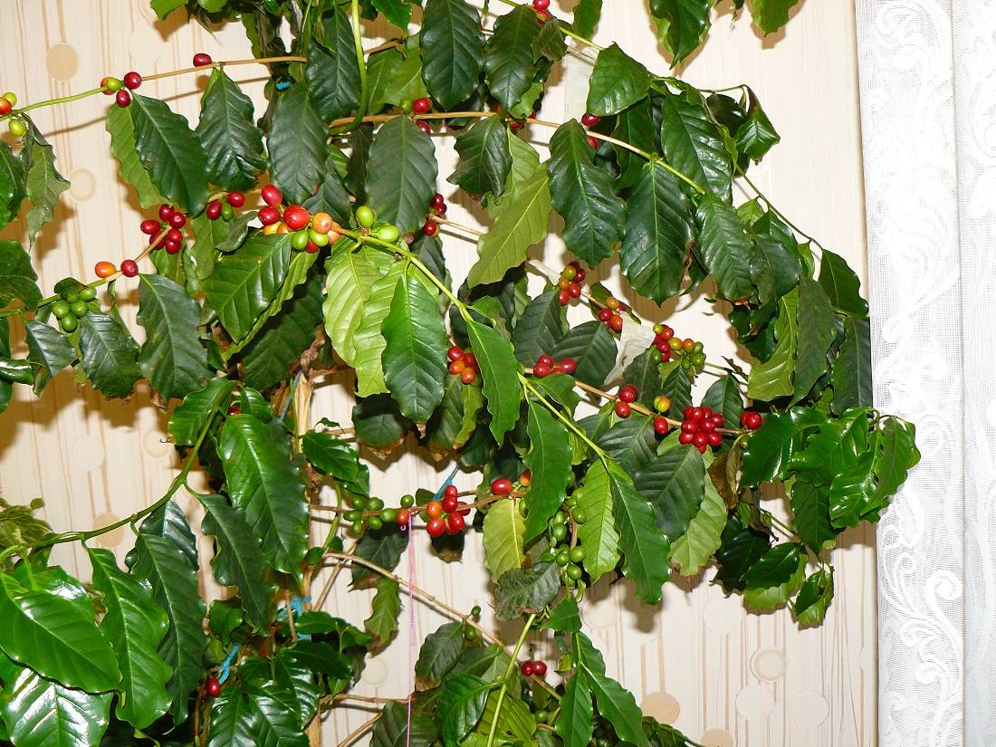 Изысканная арабика – кофейная королева