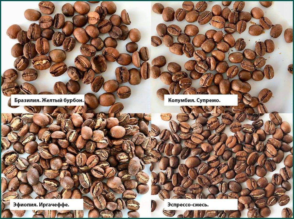 Виды кофе: интересные сорта, со специями и молочными добавками, различия по способу приготовления