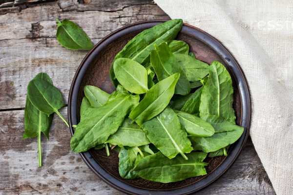 Рецепты смузи с щавелем – первыми весенними листочками с грядки