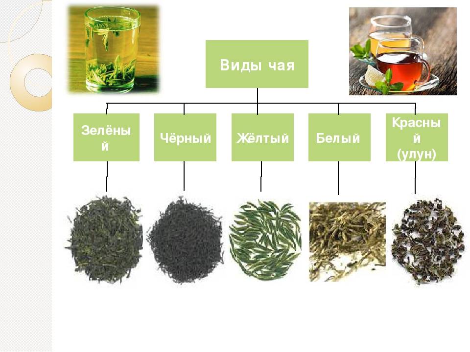Чем отличается черный чай от зеленого. в чем уникальность напитков. зеленый чай и черный: в чем разница