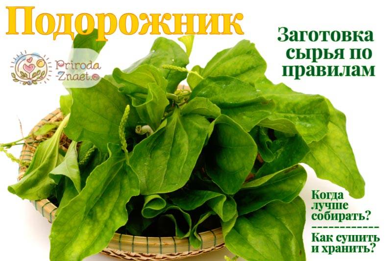 Как правильно собрать и засушить лекарственные растения? — ботаничка.ru