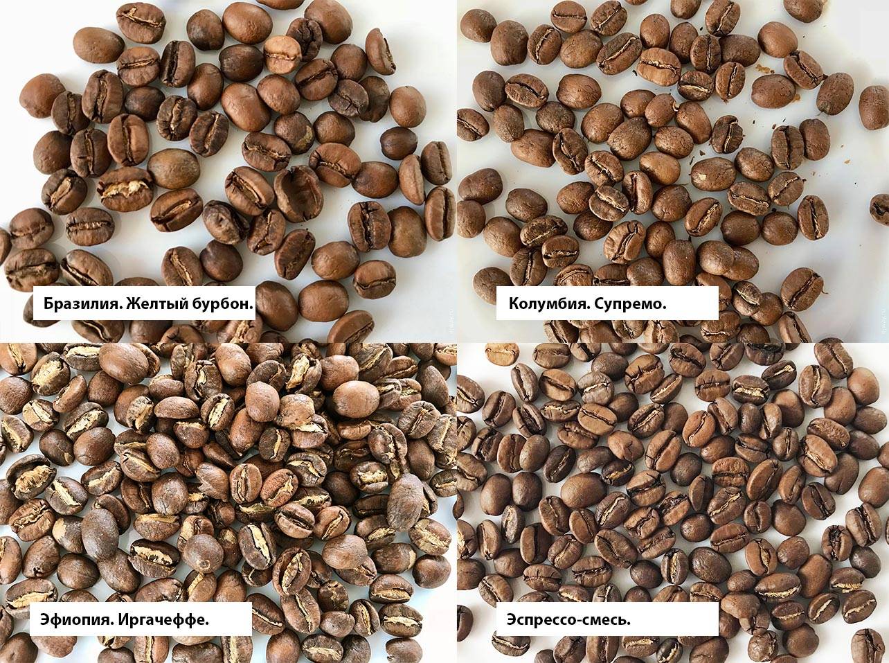Кофе либерика: характеристика сорта и где используют