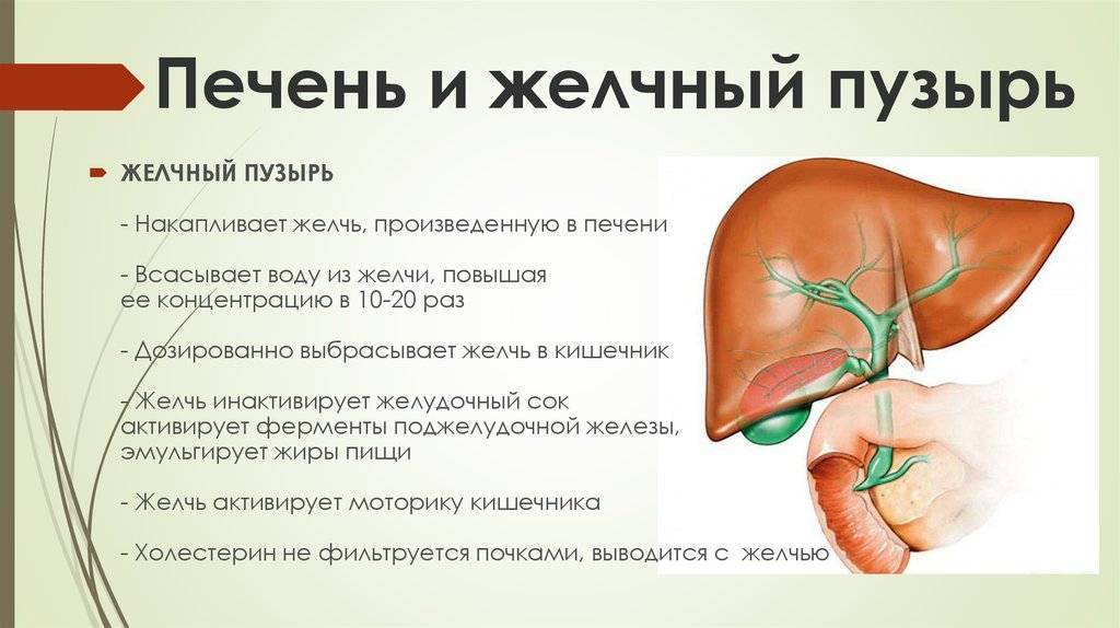 Диета при холецистите и гепатите  · «сибирская клетчатка»