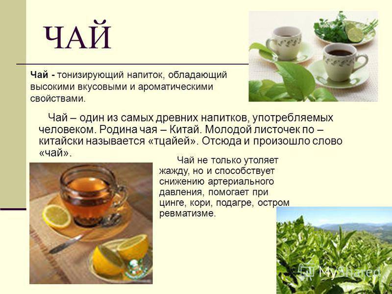 Какой чай самый полезный и вкусный? выбираем наилучших представителей