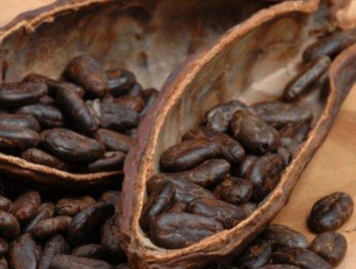 Свойства и применение масла какао